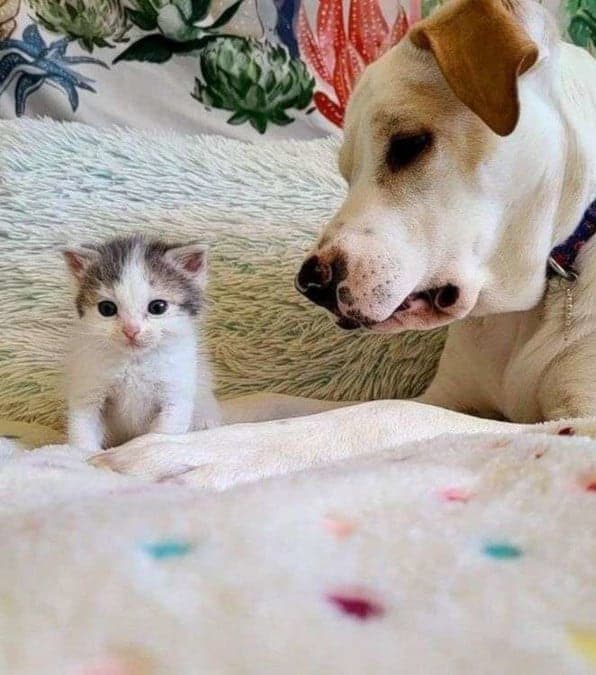 La storia di Eddie, un gattino abbandonato, e Ava, una cagna amorevole, che dimostrano che cani e gatti possono essere più che amici