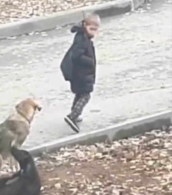 bambino mentre va a scuola si ferma ad abbracciare i cani randagi