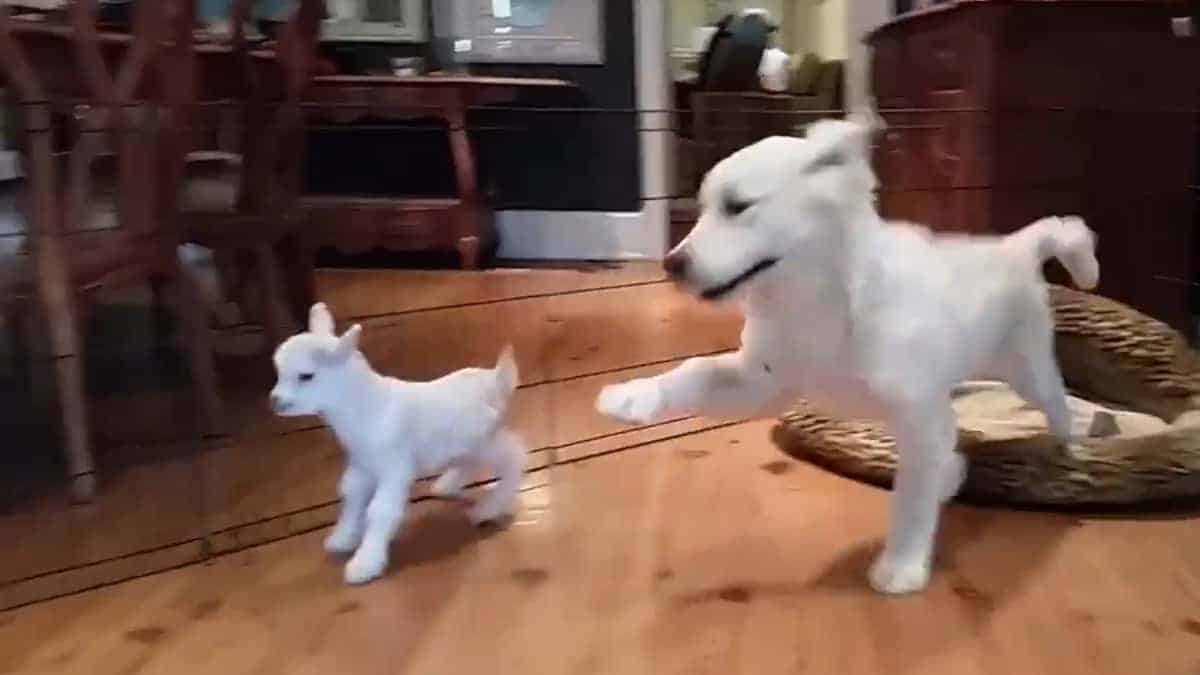 Cucciolo di Golden Retriever incontra una capra per la prima volta e perde la testa