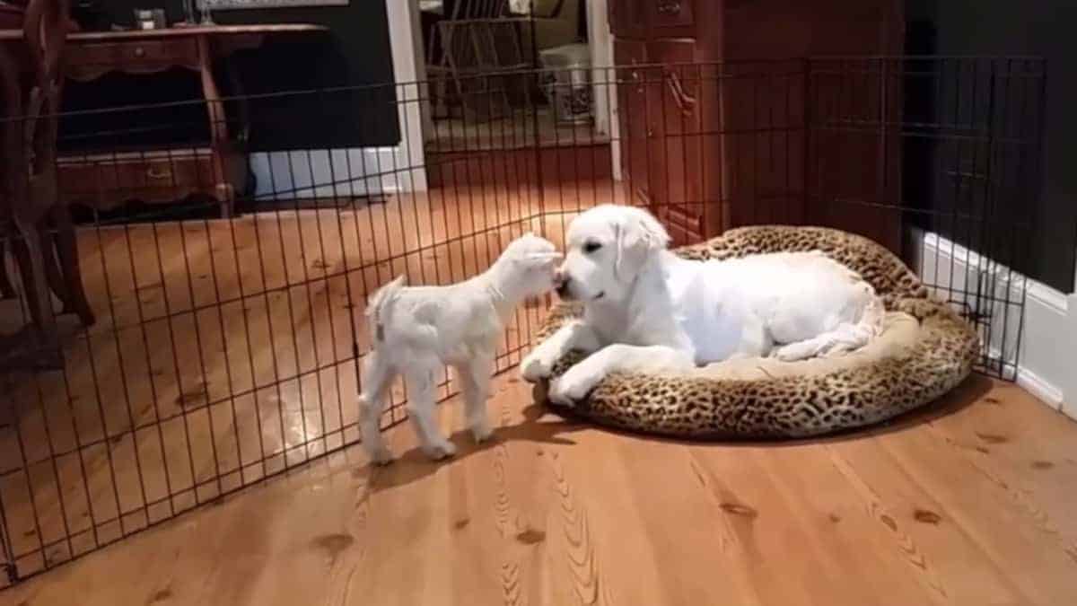 Cucciolo incontra capretto e perde la testa in un esilarante video casalingo