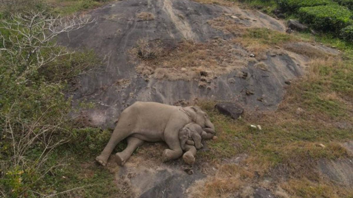 Un cucciolo di elefante perduto viene immortalato in video mentre si ricongiunge con la madre, e commuove il web.