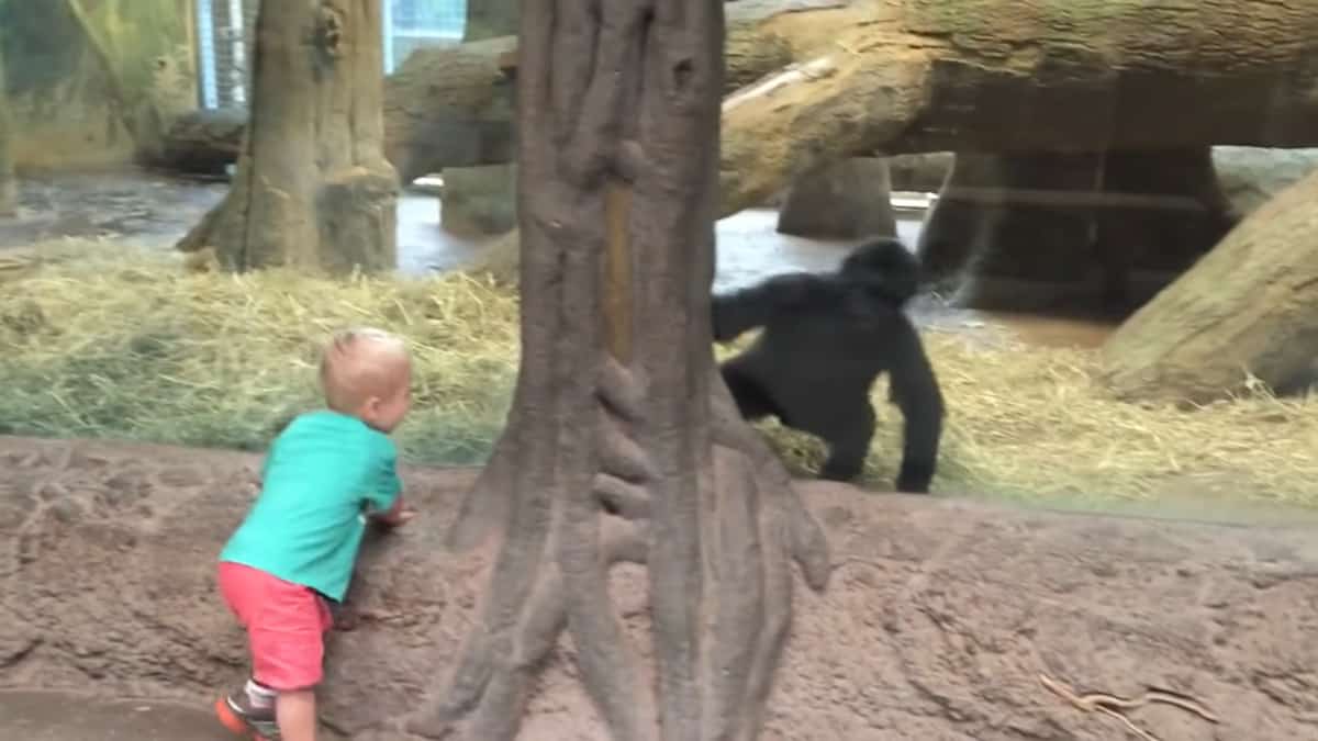 Un bambino e un piccolo gorilla iniziano a giocare insieme in un zoo