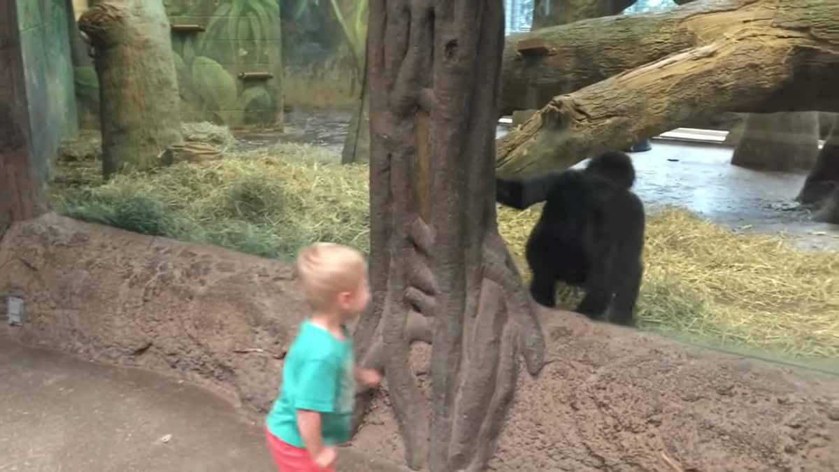 Un bambino e un piccolo gorilla iniziano a giocare insieme in un zoo