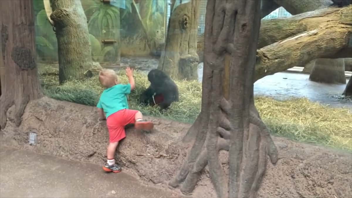 Il bambino e il baby gorilla chiudono gli occhi e iniziano a giocare a un gioco che nessuno può ignorare