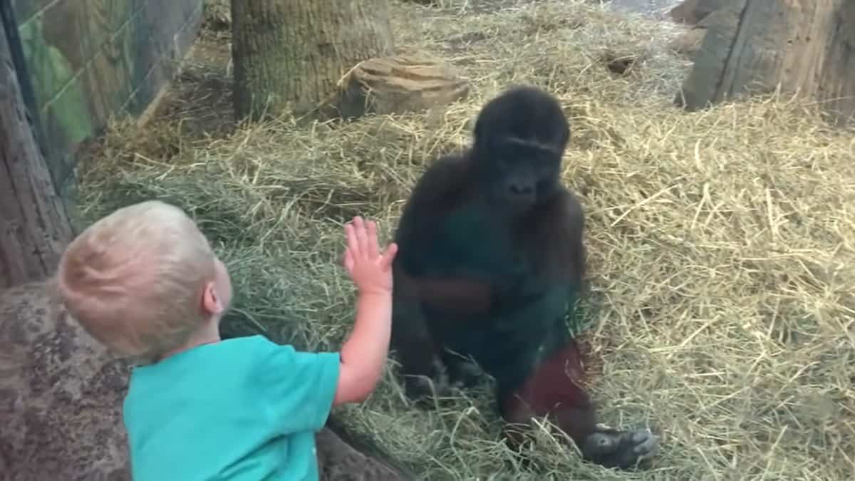 Un bambino e un piccolo gorilla iniziano a giocare insieme in un zoo