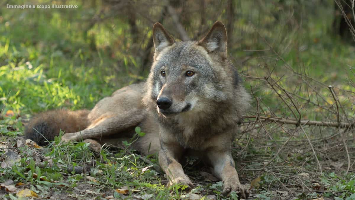 Un guardaboschi soccorre un lupo caduto in una fossa e un anno dopo, sorprendentemente, il lupo guida l’uomo verso la stessa fossa