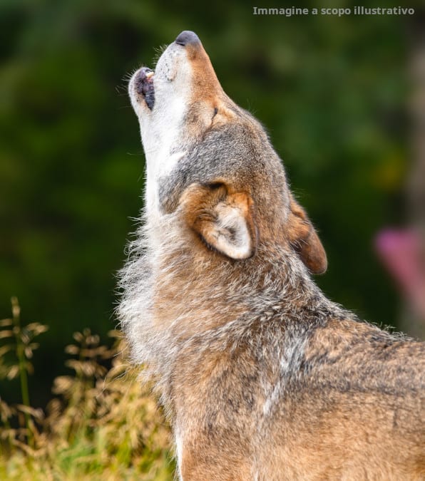 lupo rimane intrappolato in un fosso e viene salvato da un guardaboschi