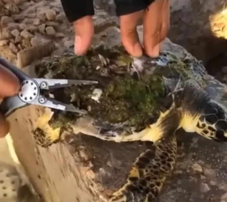 salvataggio di una tartaruga in difficolta