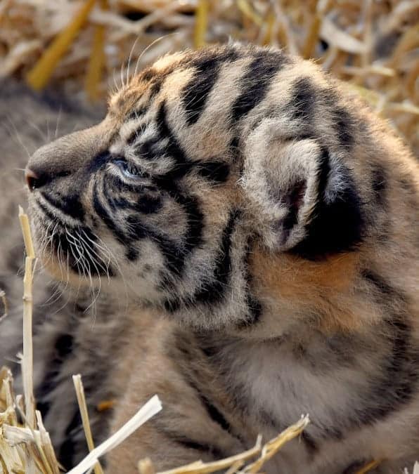 Una cucciola di Tigre di Sumatra è nata al Bioparco di Roma