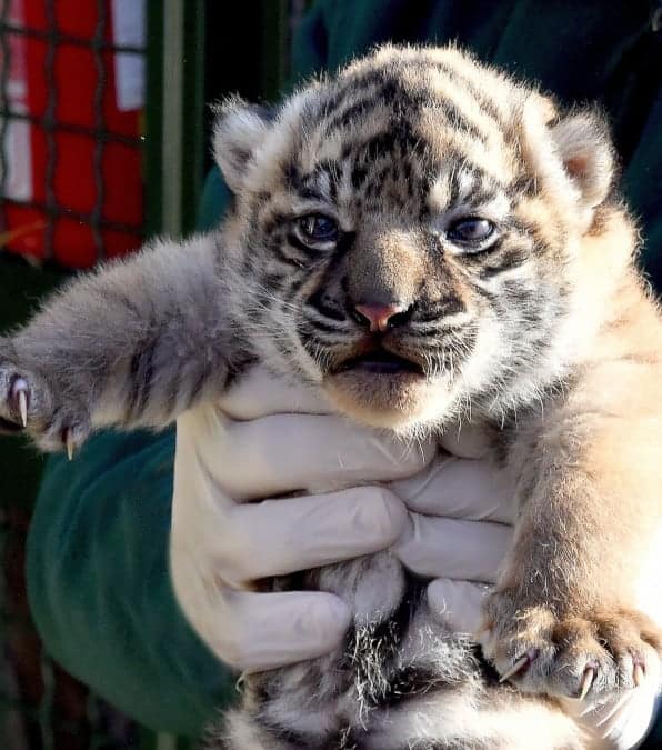 Una cucciola di Tigre di Sumatra è nata al Bioparco di Roma