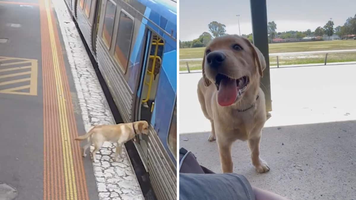 Labrador torna a casa sano e salvo dopo essere salito da solo su un treno passeggeri e aver vissuto un’avventura