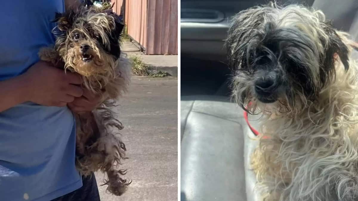 Il salvataggio straordinario di un cane randagio dalla pelliccia rasta rivela una trasformazione sorprendente