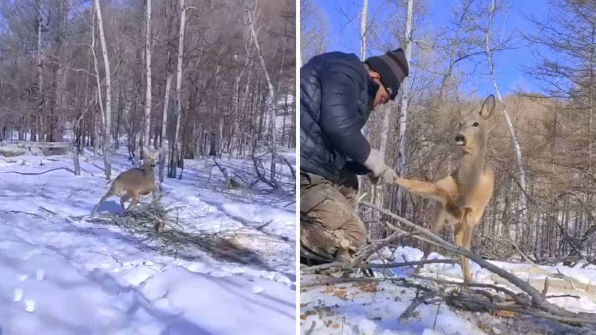 La cerva selvatica aspetta pazientemente che l’uomo la salvi e gli rivolge il più dolce “grazie”