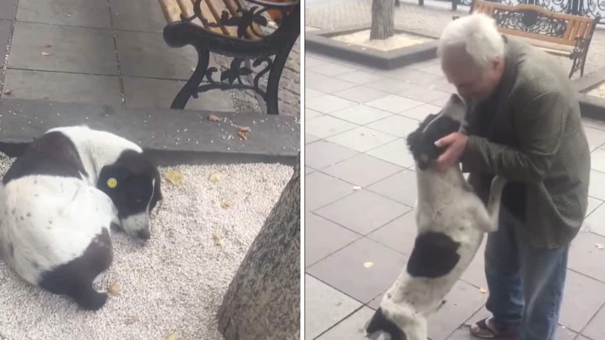 Un uomo si avvicina al cane smarrito tre anni prima e iniziano a piangere lacrime di gioia