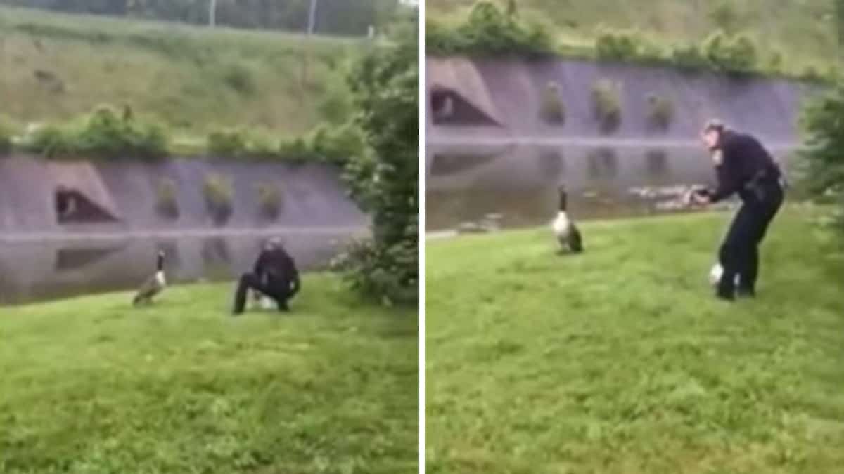 Un’oca picchietta sul finestrino di un’auto della polizia cercando soccorso: il suo pulcino era in difficoltà (VIDEO)