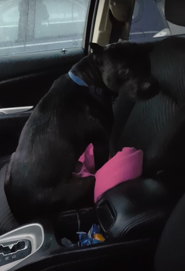 il conducente commette l’errore di offrire del cibo ad un cane randagio