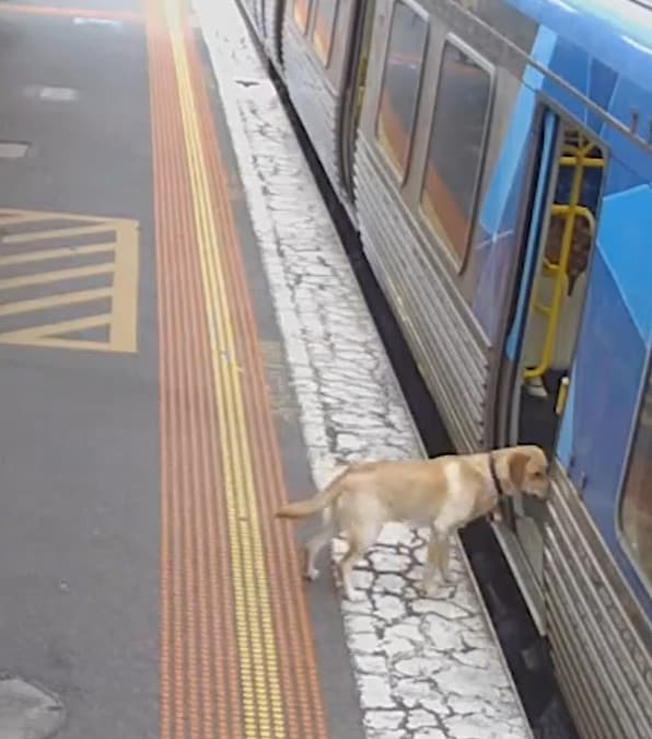 il labrador sale sul treno percorre da solo 25 km