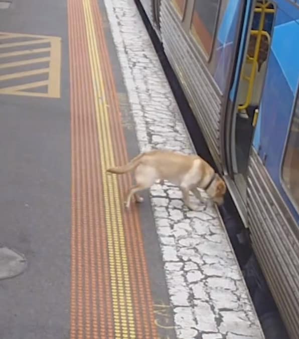 il labrador sale sul treno percorre da solo 25 km