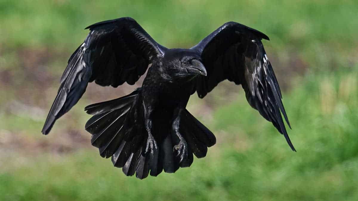 L'intelligenza straordinaria dei corvi sfida le aspettative, nonostante le dimensioni ridotte dei loro cervelli.