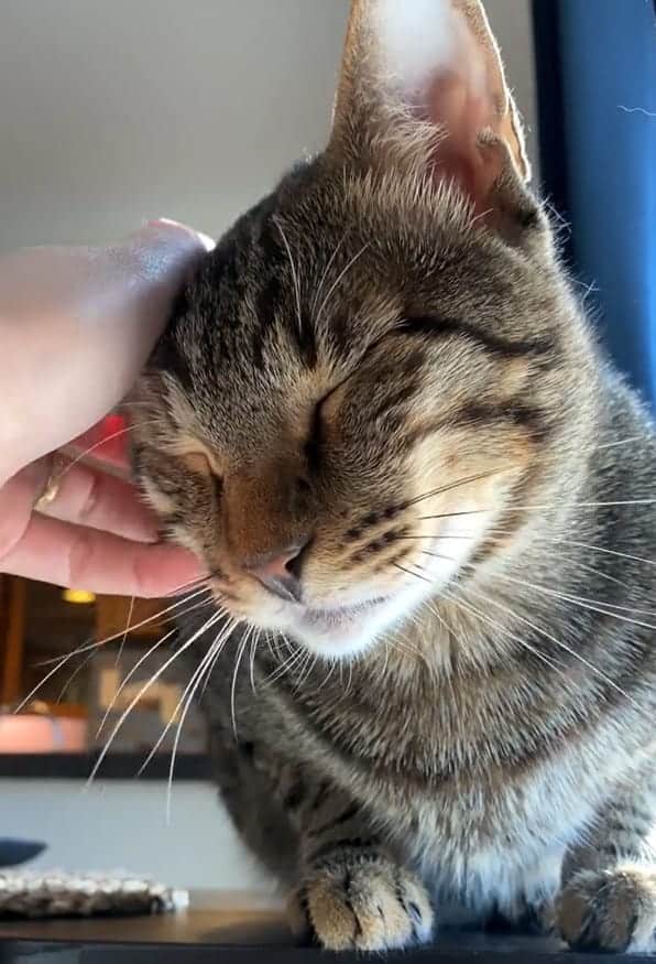 i gatti permettono solo a poche persone di toccare il loro naso