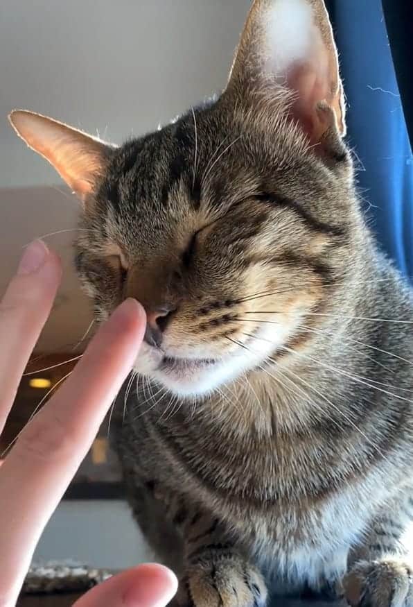 i gatti permettono solo a poche persone di toccare il loro naso