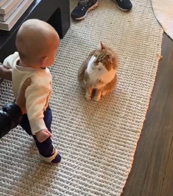 L'incredibile incontro tra un gatto e il suo nuovo padroncino