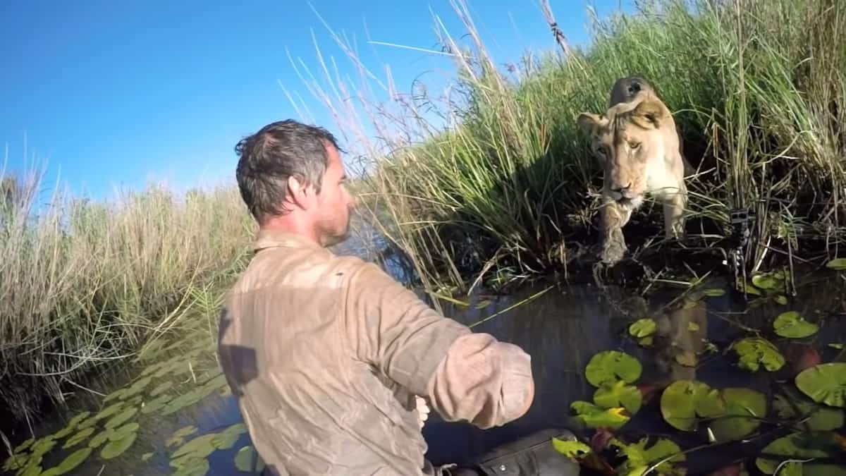 Uomo salva una leonessa e sette anni dopo si riincontrano