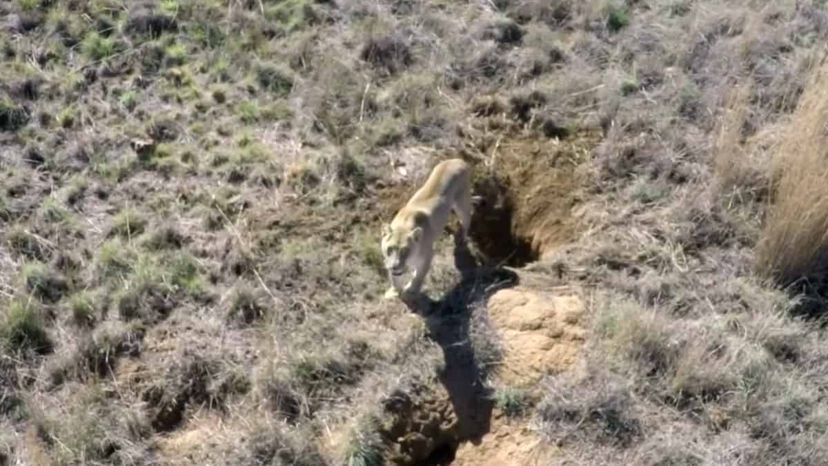 Uomo salva una leonessa e sette anni dopo si riincontrano