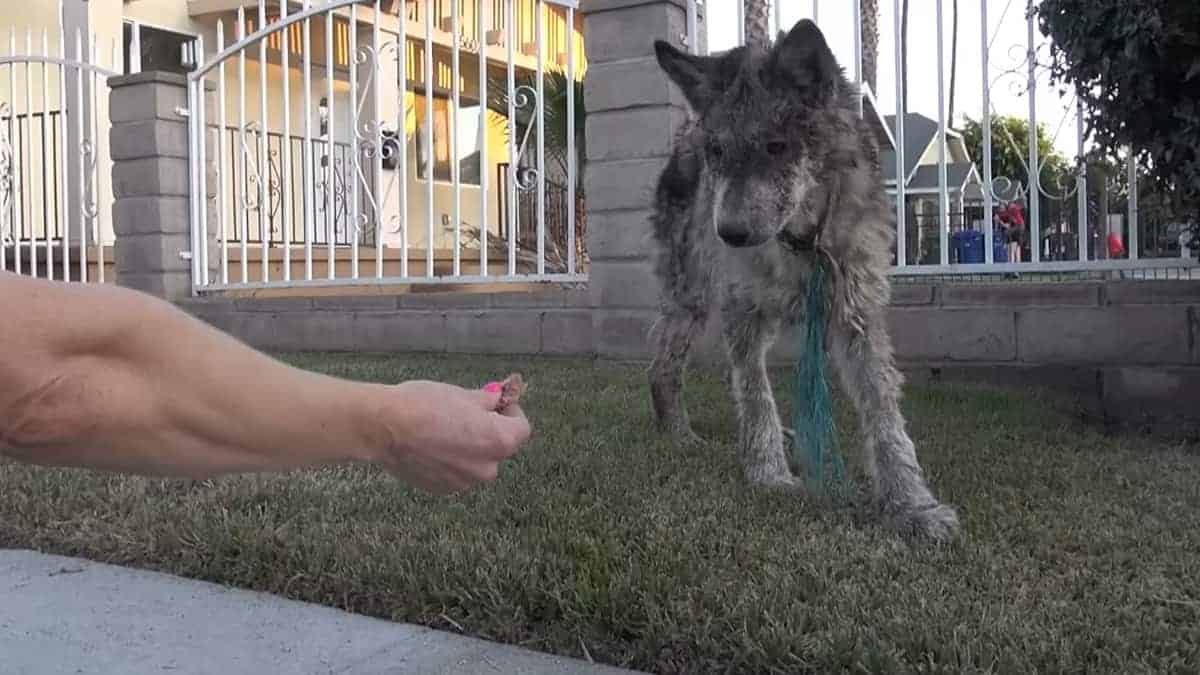 Coppia salva un cane maltrattato, ma non avrebbe mai immaginato questo grande 'segreto'
