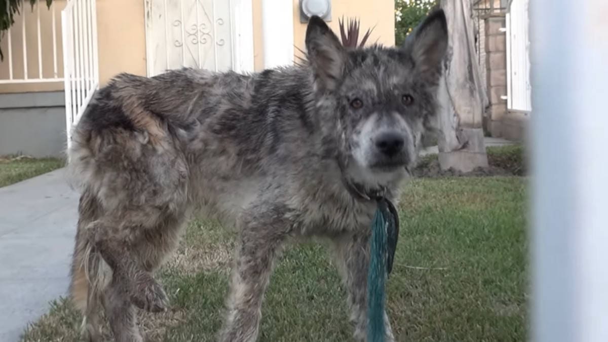 Tentano di soccorrere un cane maltrattato, ma scoprono che non è ciò che sembra