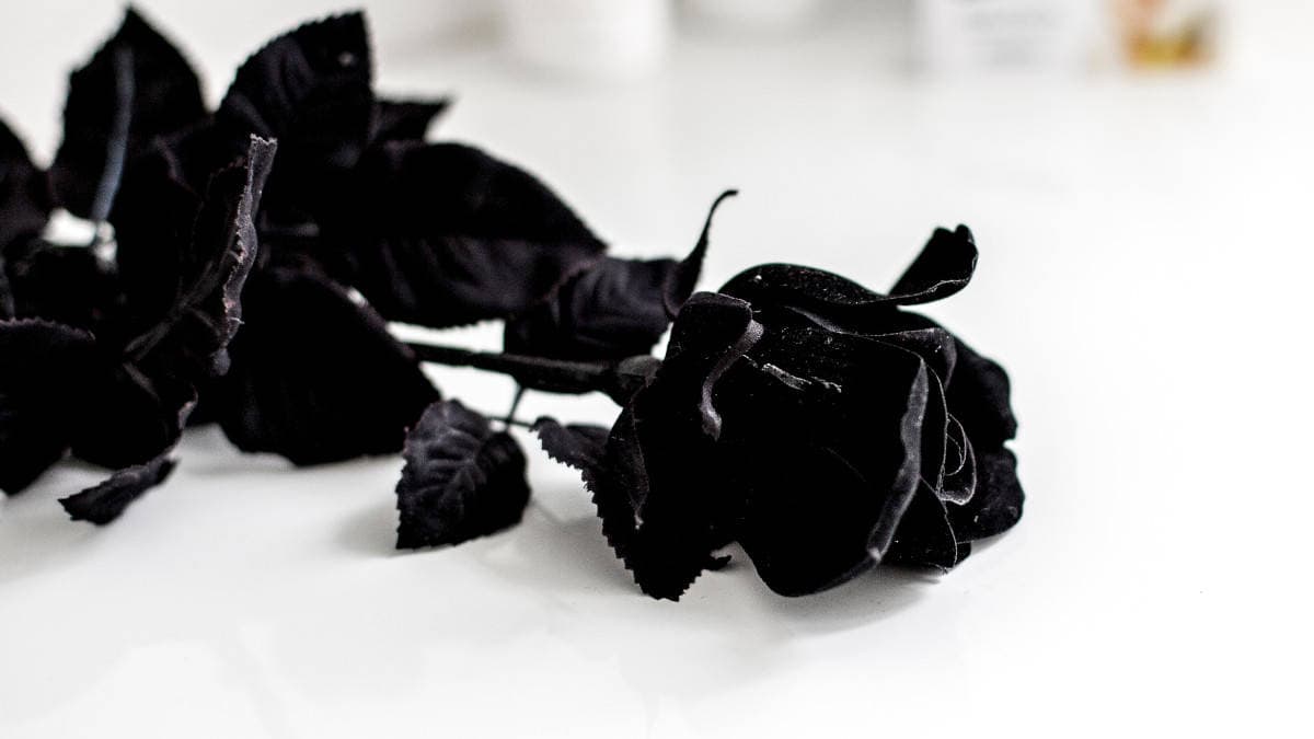rosa nera, un fiore che esiste in natura ma che rischia l'estinzione
