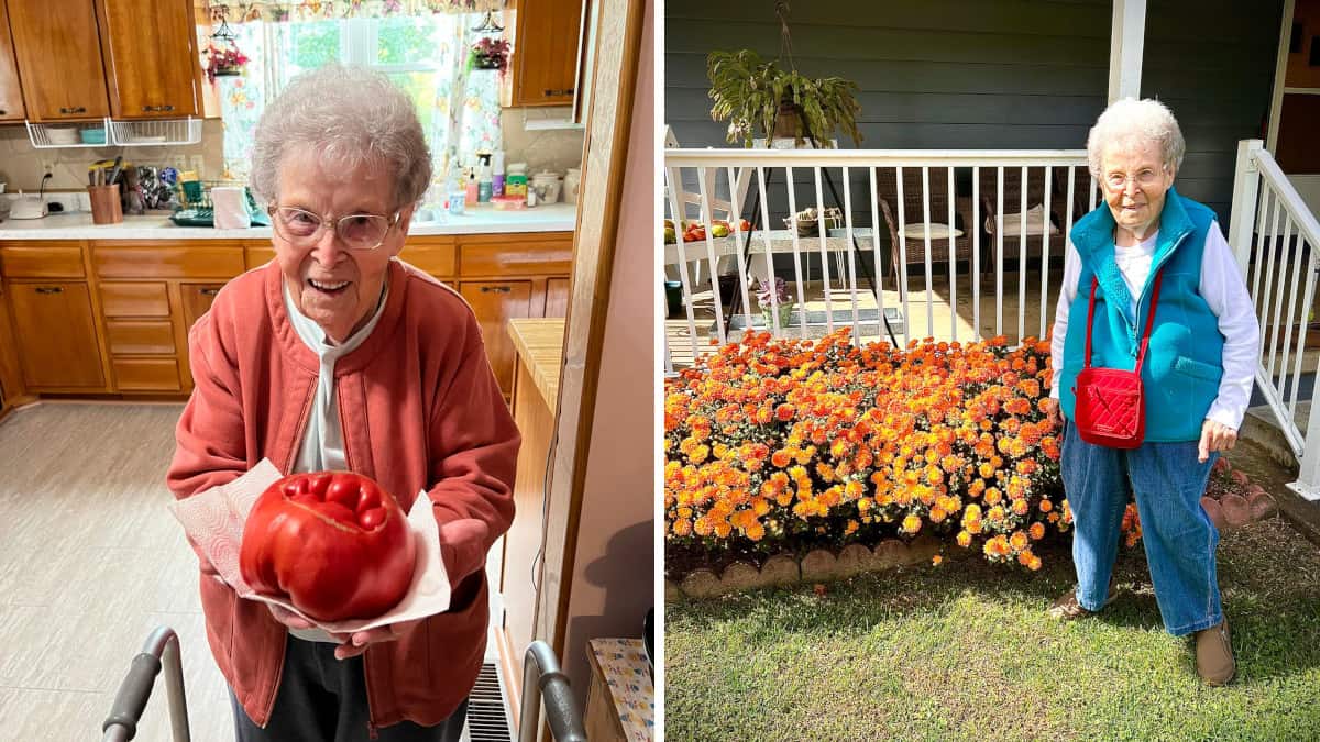 Agricoltura sostenibile alla vecchia maniera: Sybil Gorby, 92enne, dedica le proprie mani alla coltivazione di pomodori dal 1965