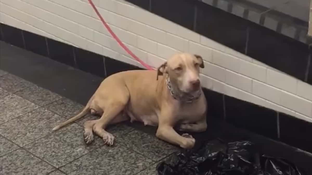 Cane abbandonato nella stazione della metropolitana viene salvato dalla gentilezza di una donna