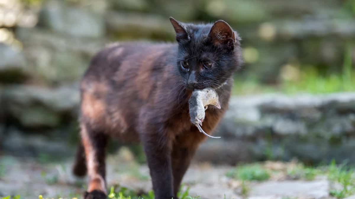 il ruolo controverso dei gatti domestici nell'equilibrio dell'ecosistema