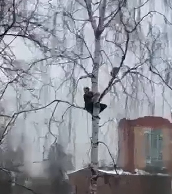 il drammatico tentativo di salvataggio di un gatto bloccato su un albero
