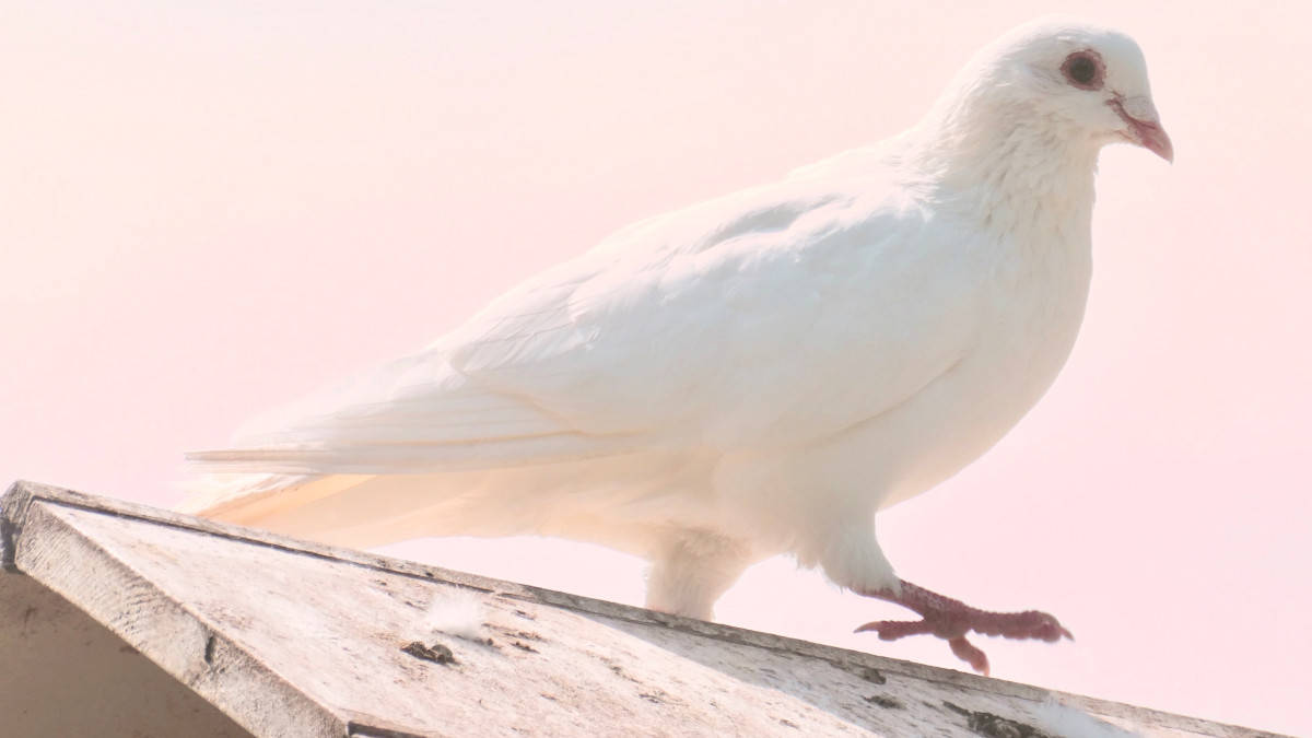 La colomba bianca è considerata un simbolo di pace per diverse ragioni