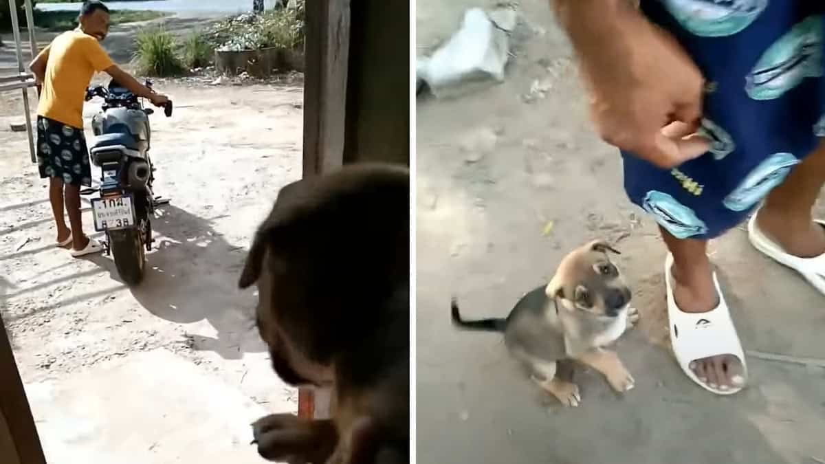 Filmano il cucciolo in lacrime, quando vede il suo padroncino andare via di casa.
