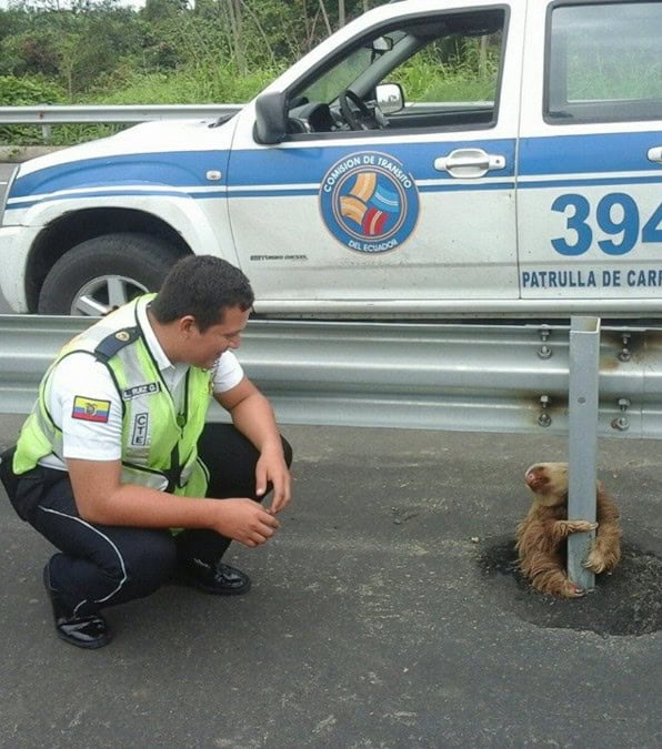 La polizia di Ecuador salva un bradipo bloccato sull'autostrada