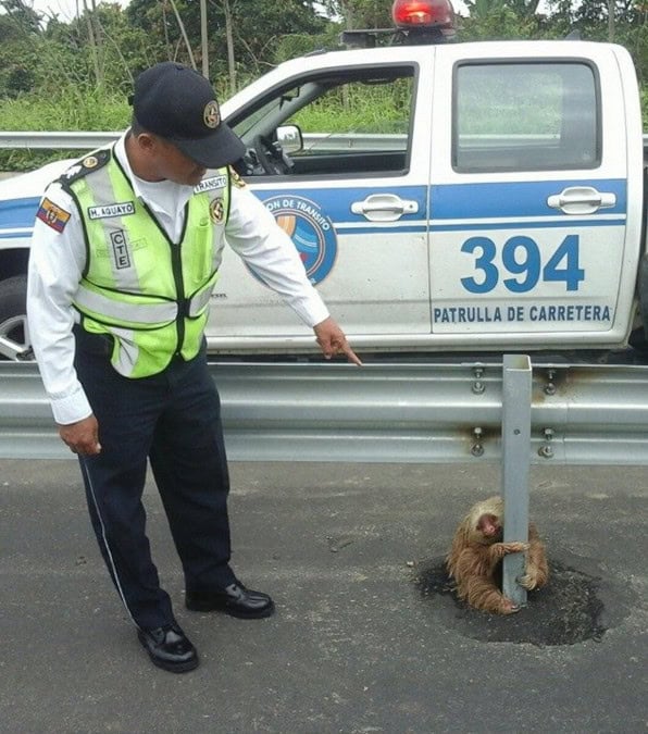 La polizia di Ecuador salva un bradipo bloccato sull'autostrada