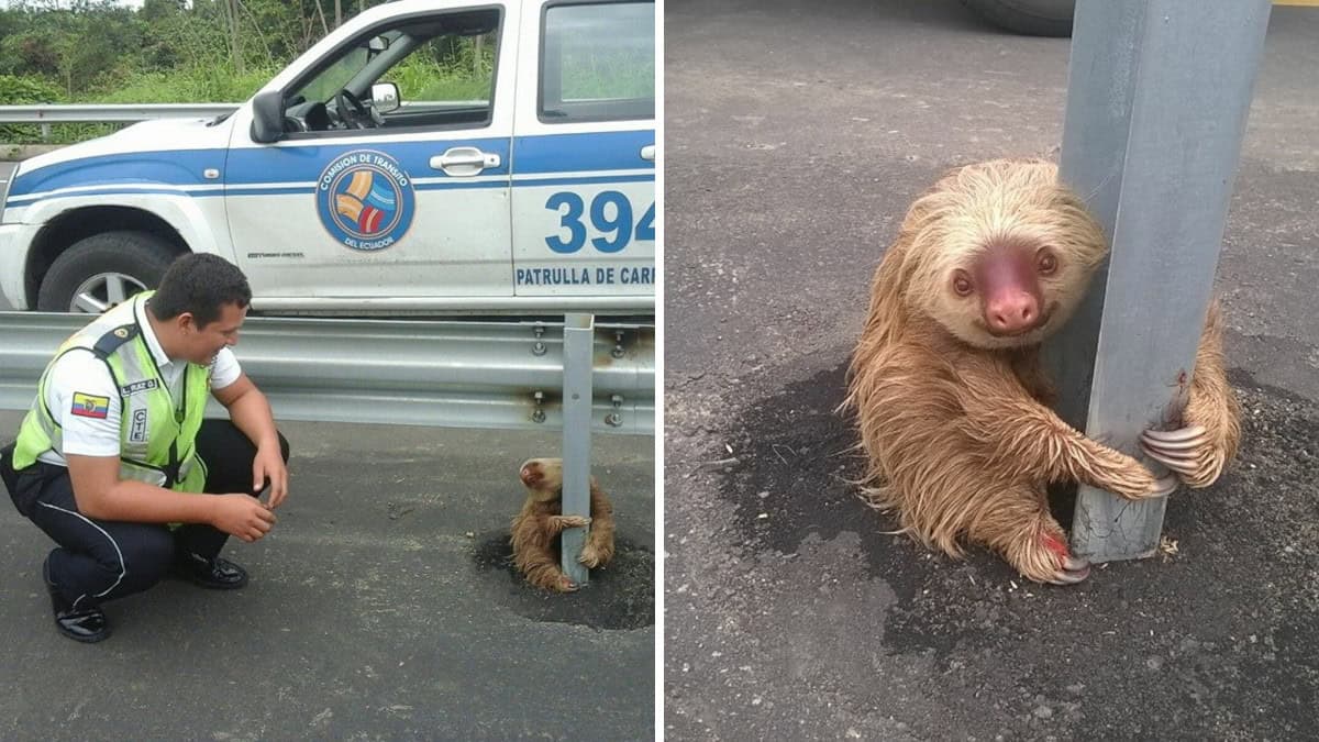 Il premuroso agente di polizia salva un piccolo bradipo spaventato che era rimasto bloccato nell’autostrada