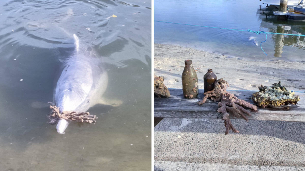 Il delfino porta doni dagli abissi agli esseri umani per ricevere cibo in cambio