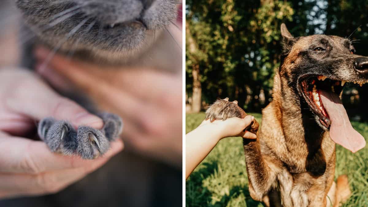 I gatti hanno gli artigli retrattili, mentre i cani no. Sai perché questa differenza?