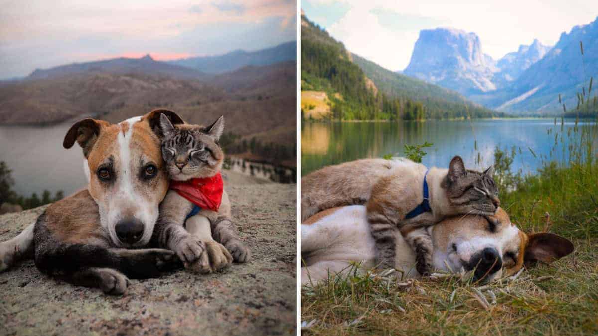Cane e gatto non più nemici per natura, ma amici inseparabili.