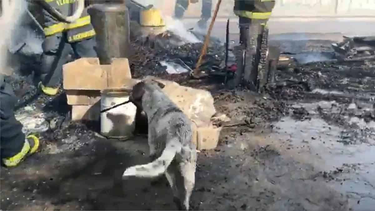 Cane sconvolto di fronte alla sua casa in fiamme