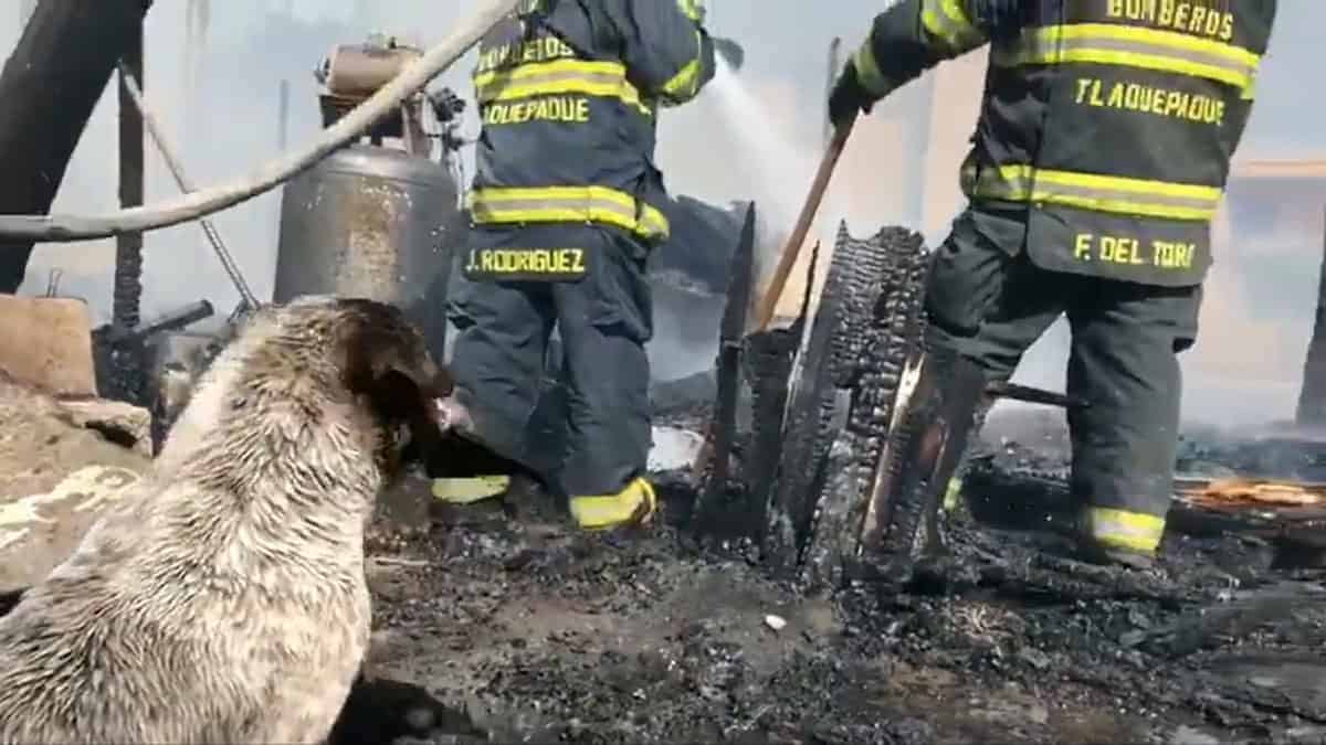 Cane sconvolto di fronte alla sua casa in fiamme