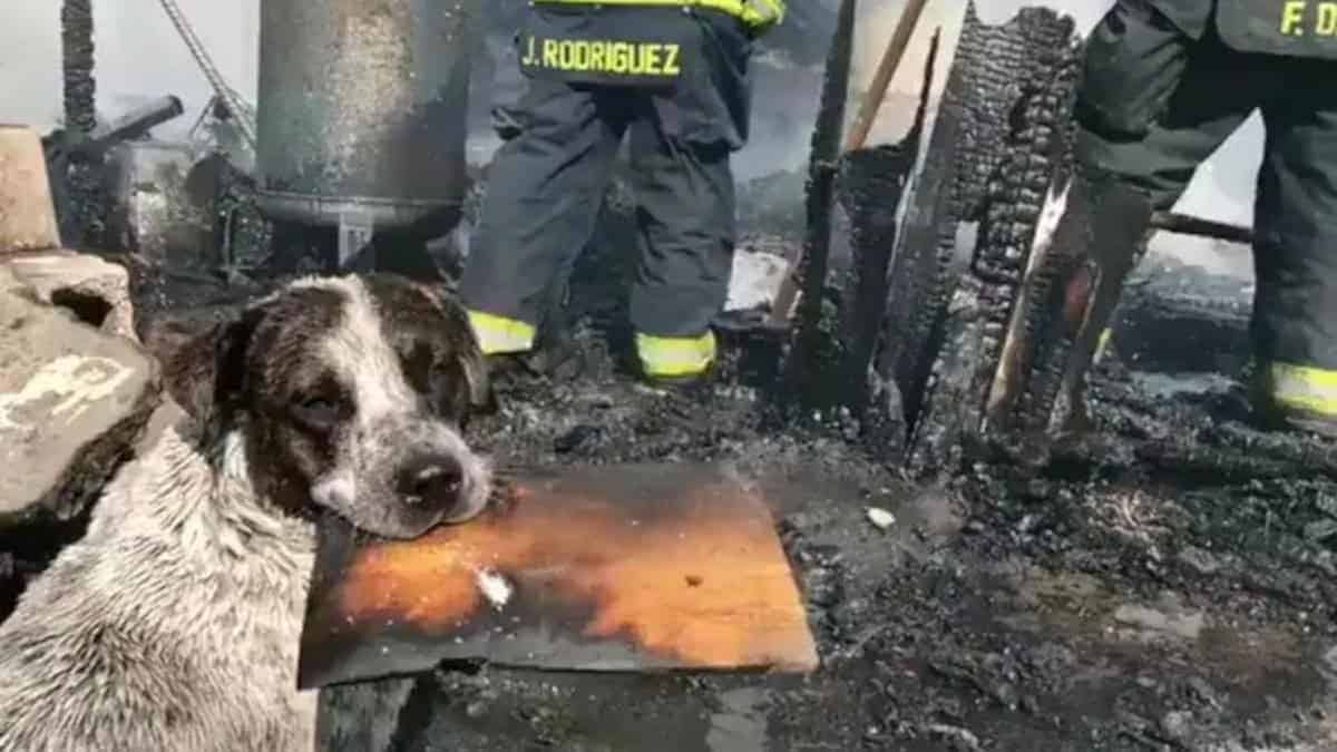 Commovente: un cane piange inconsolabile quando vede la sua casa in fiamme (VIDEO)