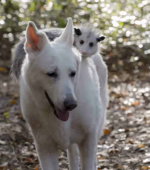 La straordinaria storia di amicizia tra un opossum e un cane