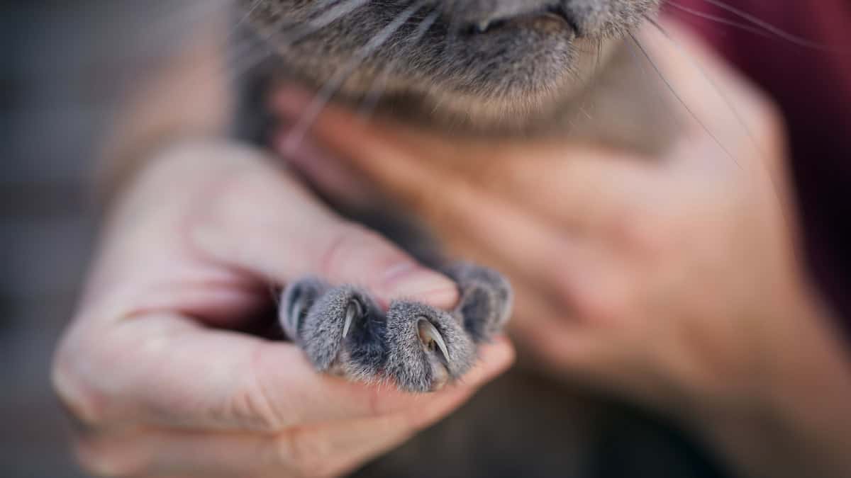 Gatti vs Cani: la spiegazione dietro le diverse caratteristiche delle unghie