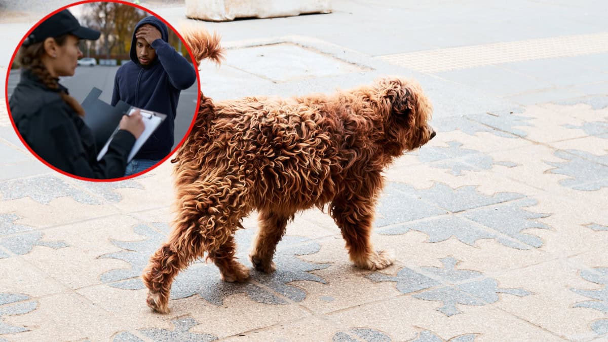 Uomo multato per aver abbandonato il suo cane in strada: un monito a prendersi responsabilmente cura degli animali