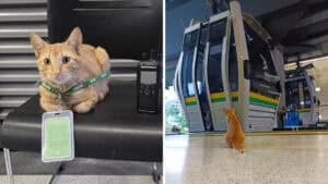 Mishi, il gatto che rende speciale ogni viaggio in metropolitana a Medellìn